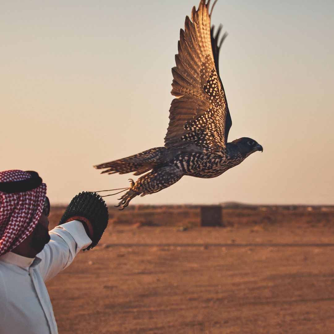 A man holds a saudi arabian falcon on his arm in the desert in an image captured by oliver pilcher