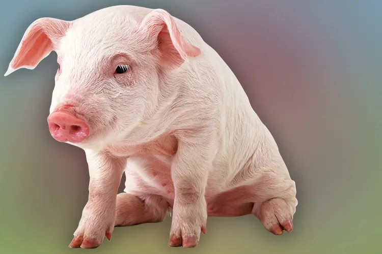 Kenapa Dalam Islam Babi Itu Haram?