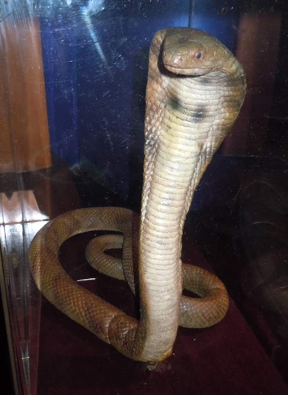 Exorcist 3 King Cobra snake prop