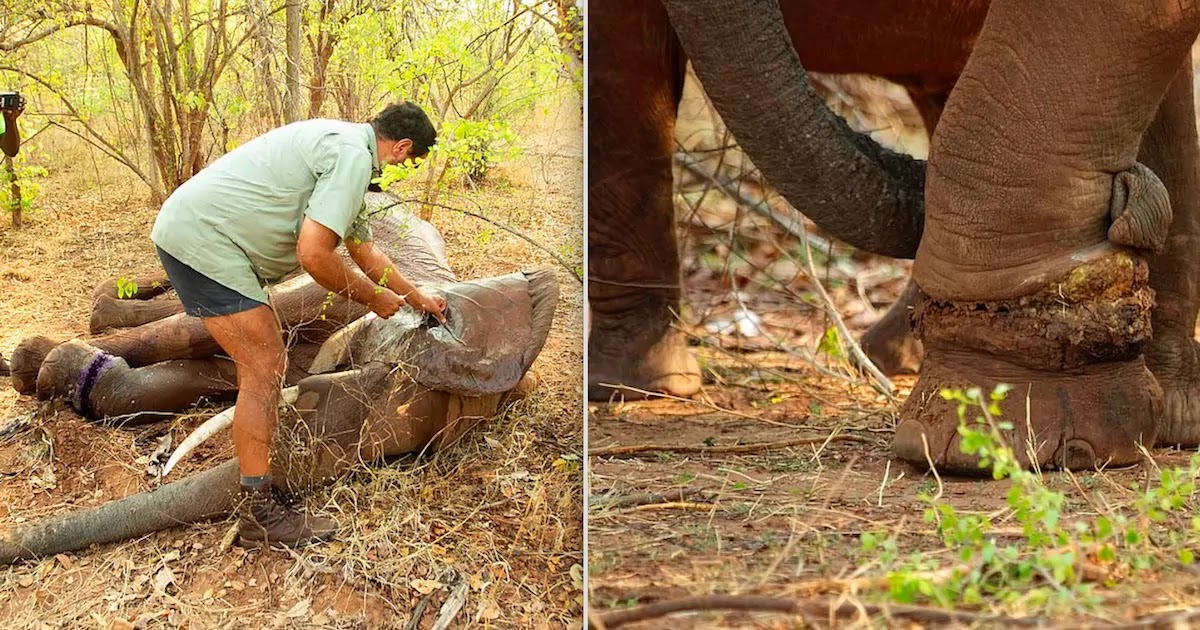 Wildlife Team In Zimbabwe Rescues Elephant After Poachers Trapped Her Leg In A Snare