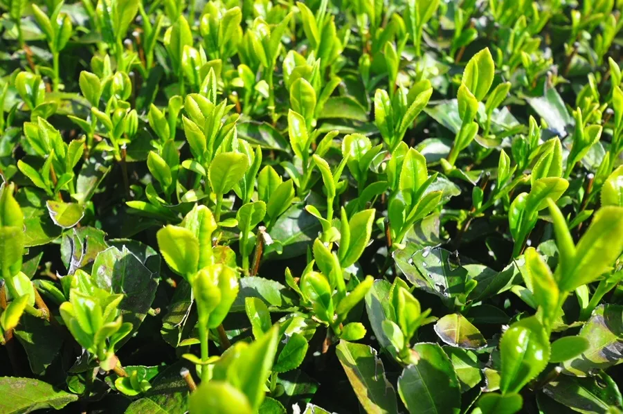 숙성없이 생잎에서 ‘갈산(gallic acid)’ 성분 대량 생산 기술 개발