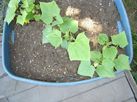 Cucumber Starts