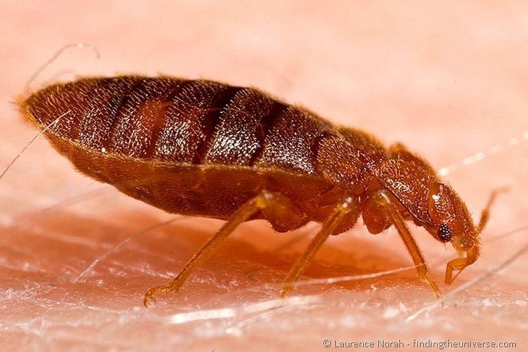 800px-Adult_bed_bug,_Cimex_lectularius