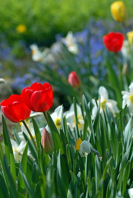 Koleksi Istimewa Ok Google Gambar Bunga Tulip