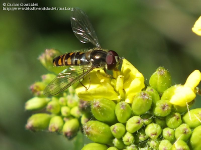 http://www.biodiversidadvirtual.org/insectarium/Meliscaeva-auricollis-Meigen-1822-img781922.html