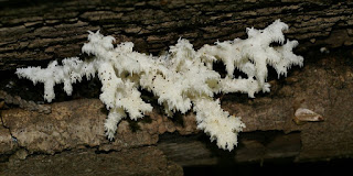 Hydne en corail - Hericium coralloides