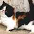 Exotic Shorthair - Exotic Breed Cat
