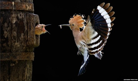_58227984_giovannifrescura,italy,openshortlist,nature&wildlife,sonyworldphotographyawards2012 _58227984_giovannifrescura,italy,openshortlist,nature&wildlife,sonyworldphotographyawards2012