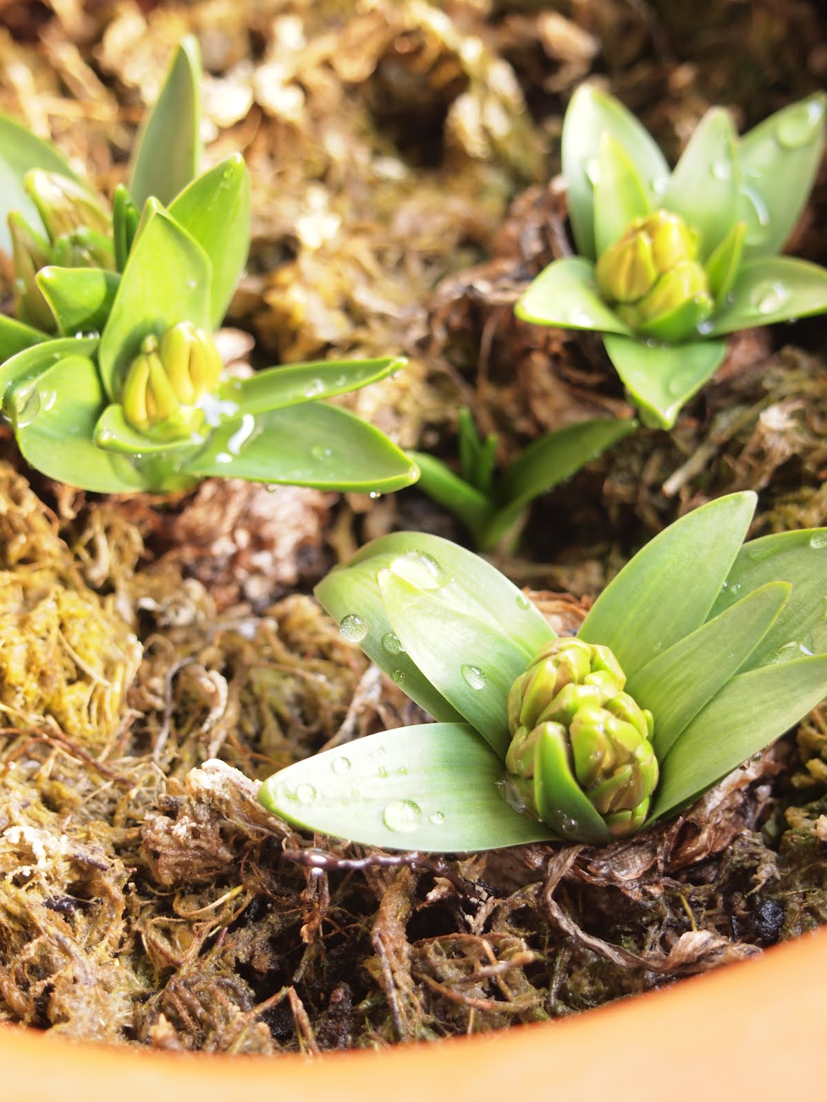 プランターでも球根の植えっぱなしは可能か