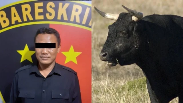 Memalukan, Anggota Dewan dari PDIP Ditangkap Gegara Terlibat Penipuan Jual Beli Lembu