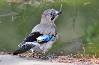 Arrendajo (Garrulus glandarius - Jay ) 