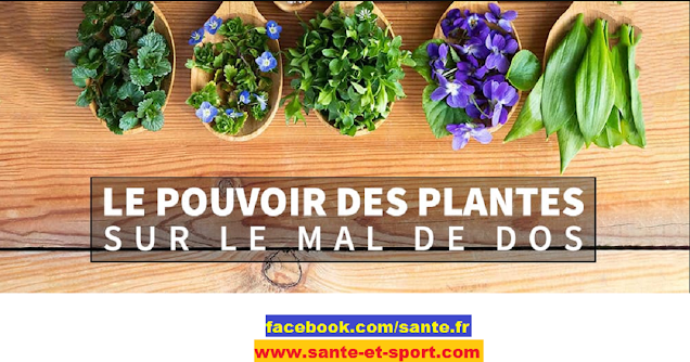 mal-de-dos-plante