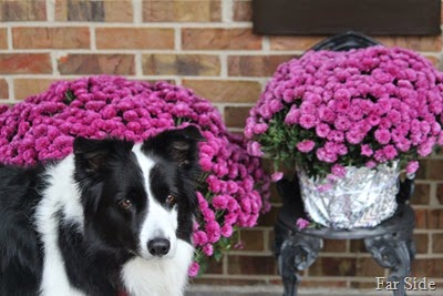Chance and the mums