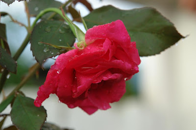 A red rose after rain