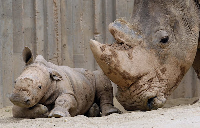 Pictures of Zoo Animals in Cages