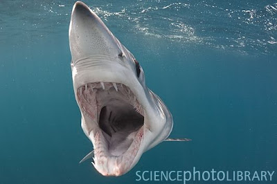 mako shark picture