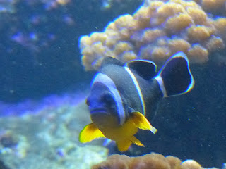 Amphiprion chrysogaster - Poisson Clown de l'île Maurice