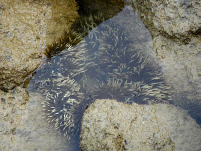 Bulb Tentacle Sea Anemone (Entamacea quadricolor)