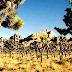 Joshua Tree National Park