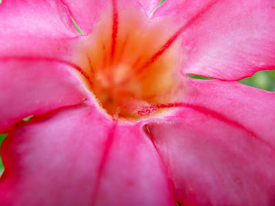 Tropical flower addthe hibiscus drawings here is sacred Or outline page