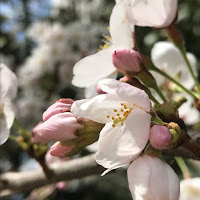 特に意味の無い桜