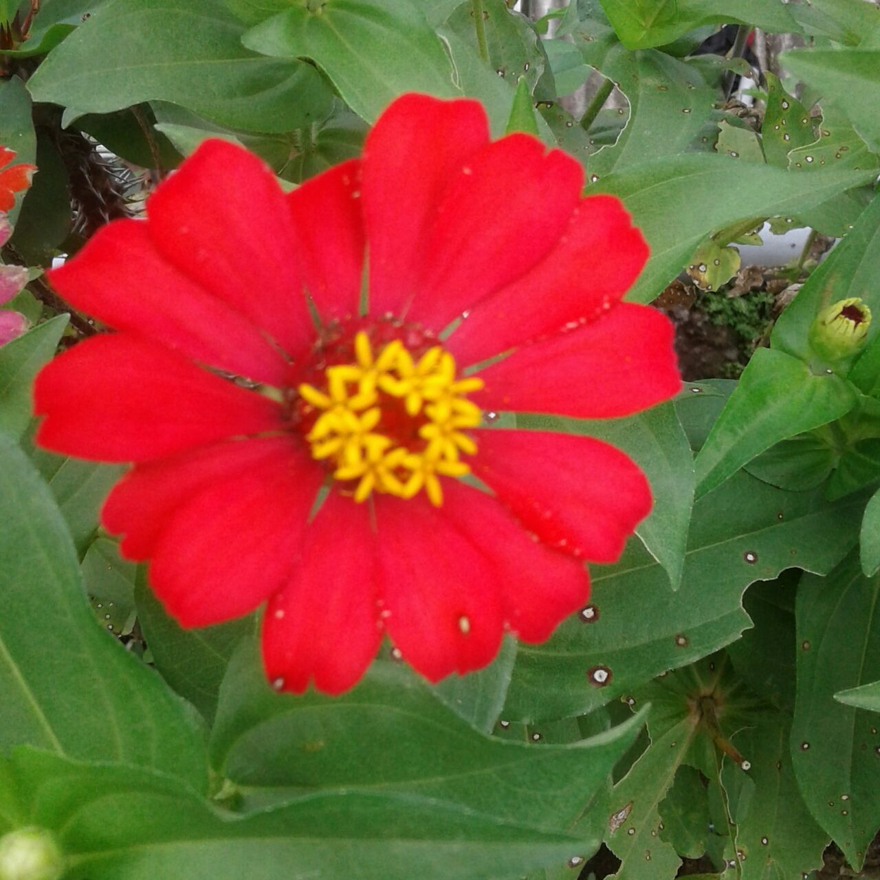 Baru 30 Gambar Bunga  Dahlia Warna  Merah  Galeri Bunga  HD