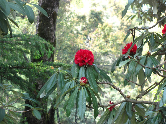 Mukteshwar Rhododendron