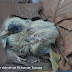Pichón de Torcaza  (Zenaida auriculata). Fotos del recién nacido hasta que abandona el nido, con sus dietas