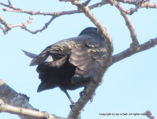 Common Grackle