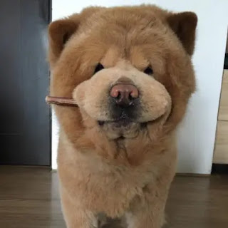 Mira este adorable perro que parece un oso