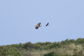 Immature White-tailed Eagle and Hooded Crow