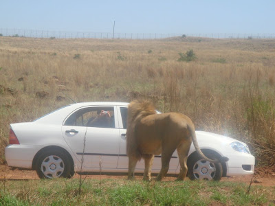 Africa Safari Picture on African Safari Amazing Only