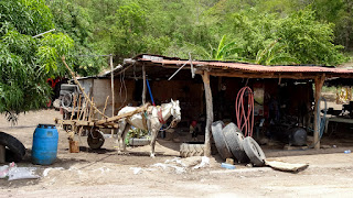 Horse for sale in Nicaragua