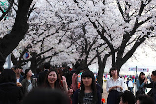 Yeouido Cherry Blossom Festival