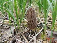 Morchella elata