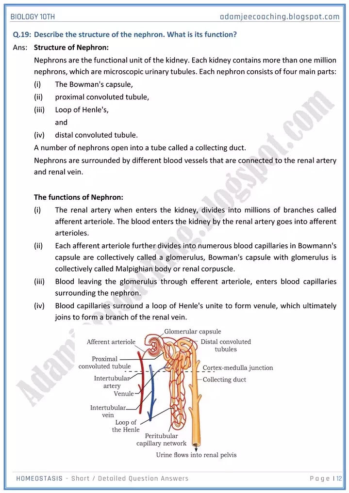 homeostasis-short-and-detailed-answer-questions-biology-10th