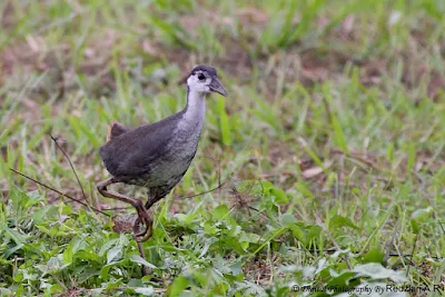 White-breasted Waterhen 