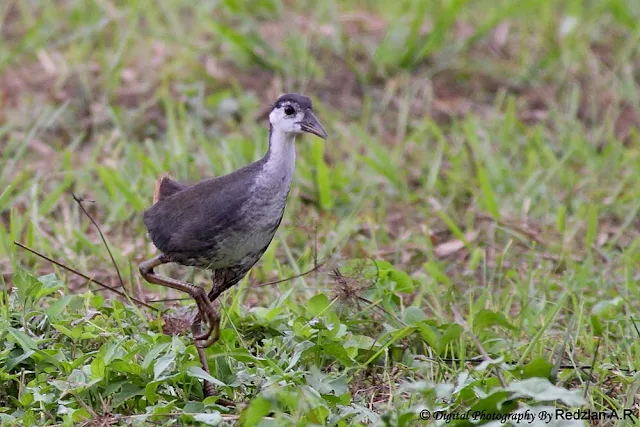 White-breasted Waterhen 