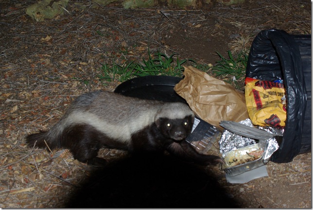 IMGP1629 Honeybadger