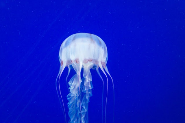 Box jellyfish 