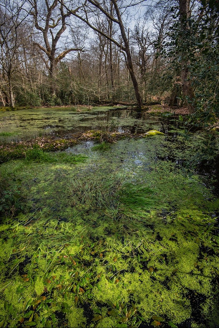 Forêt de Fontainebleau, la mare du Gros-Fouteau