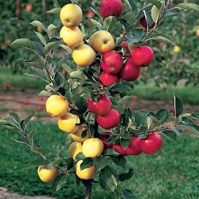 #Gardening : How to choose The Right Fruit tree from your local nursery