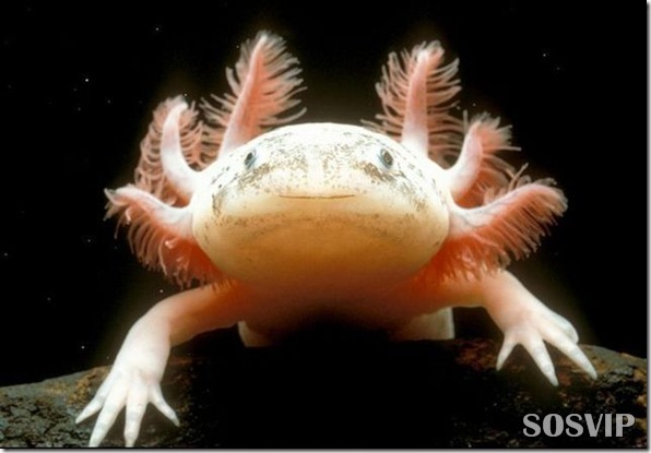 Animais estranhos criaturas awful-creatures.jpg (9)
