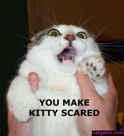 Silly Cat Pictures: funny cats Silly Cat Pictures: funny cats