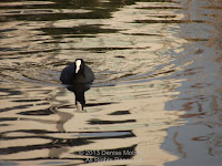 Eurasian coot, Shinobazu Pond, Ueno Park, Tokyo, Japan - photo by Denise Motard, Mar. 2013