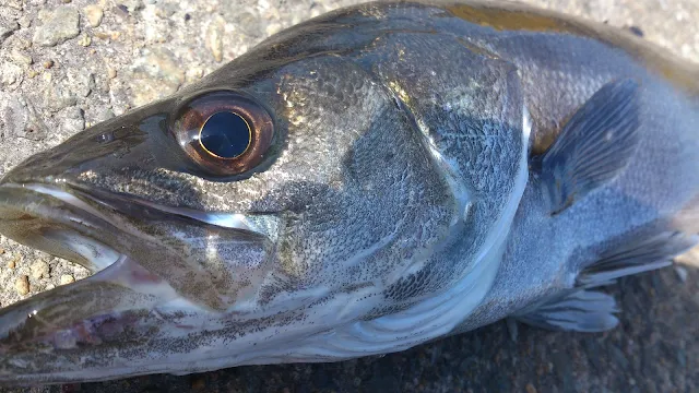 カニエサにてシーバス