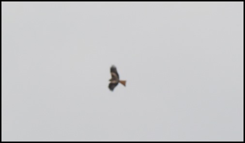 9 Apr Red Kite