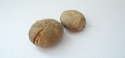 TWO FOSSILS SEA URCHIN / ECHINOID