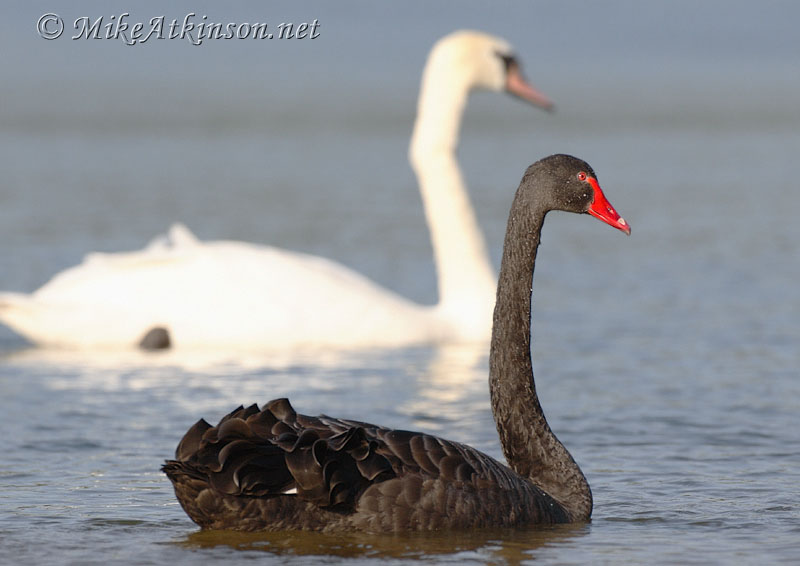 the black swan pictures. Black Swan may have never had a chance with mewait, is this not the way 