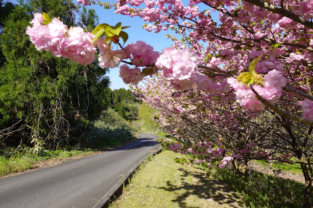 別所川渓流植物園　ヤエザクラ（八重桜）